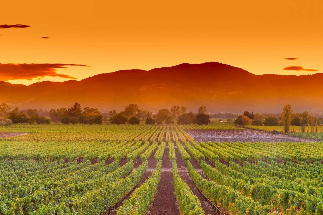 Best-Wineries-in-Santa-Barbara-CA