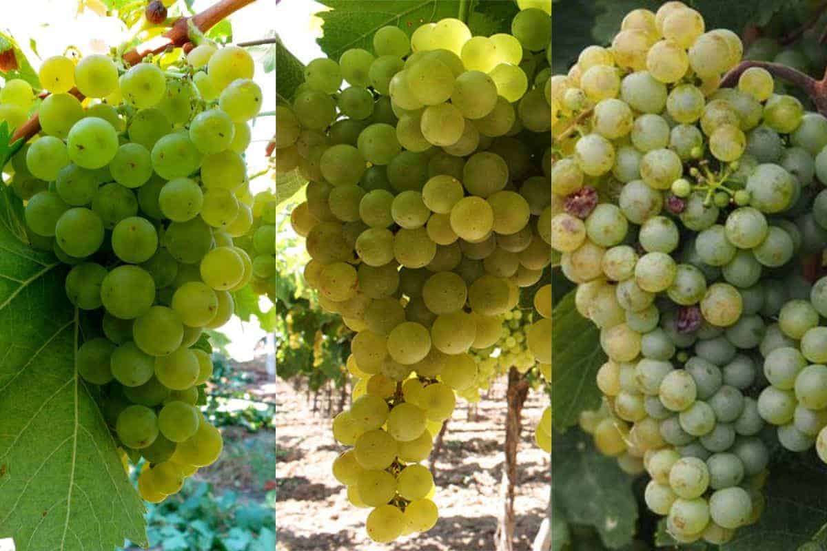 3-Popular-Torrontes-grape-variety