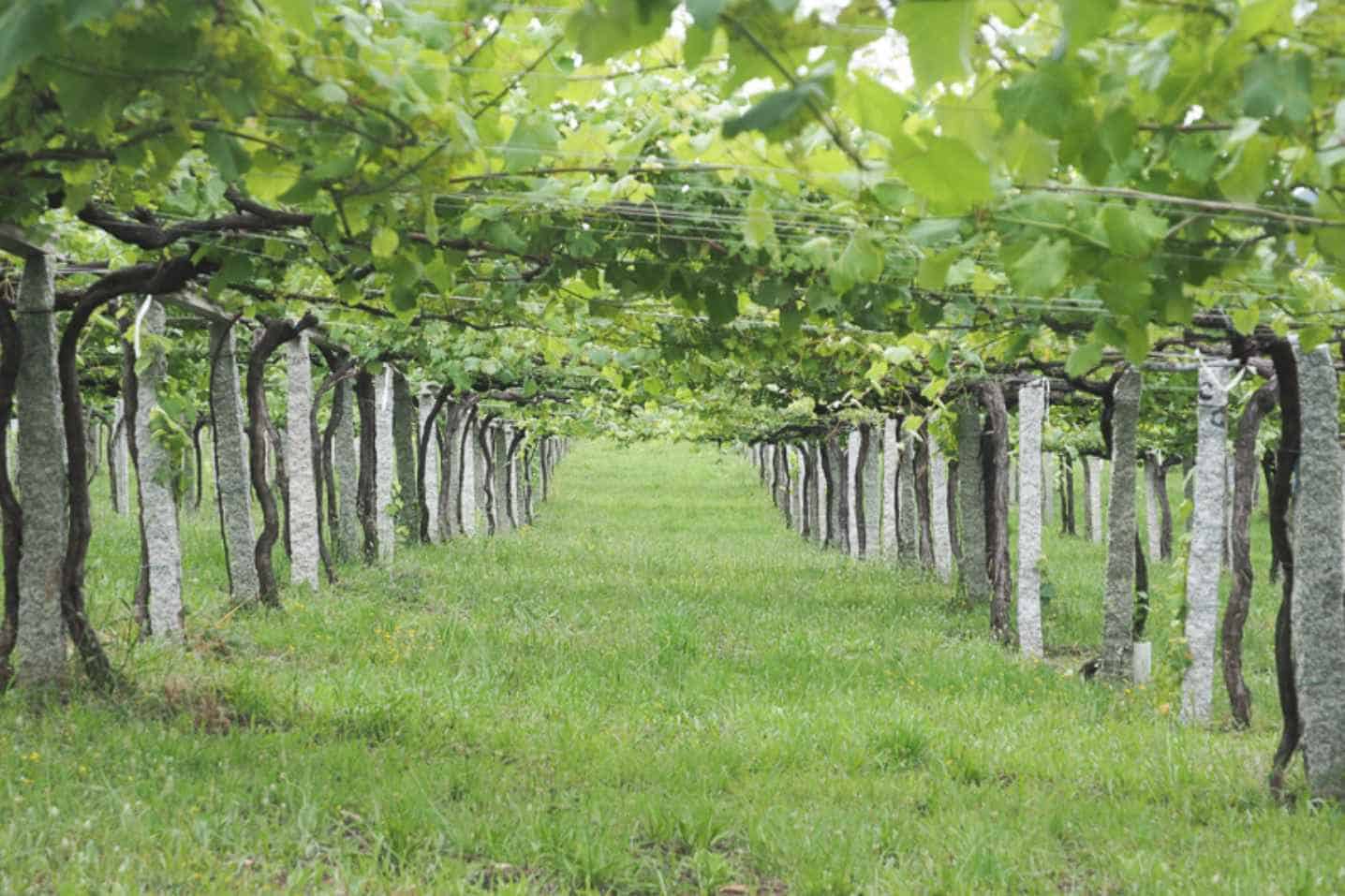 Before-The-Wine-Cultivation-Of-The-Albarino-Grape