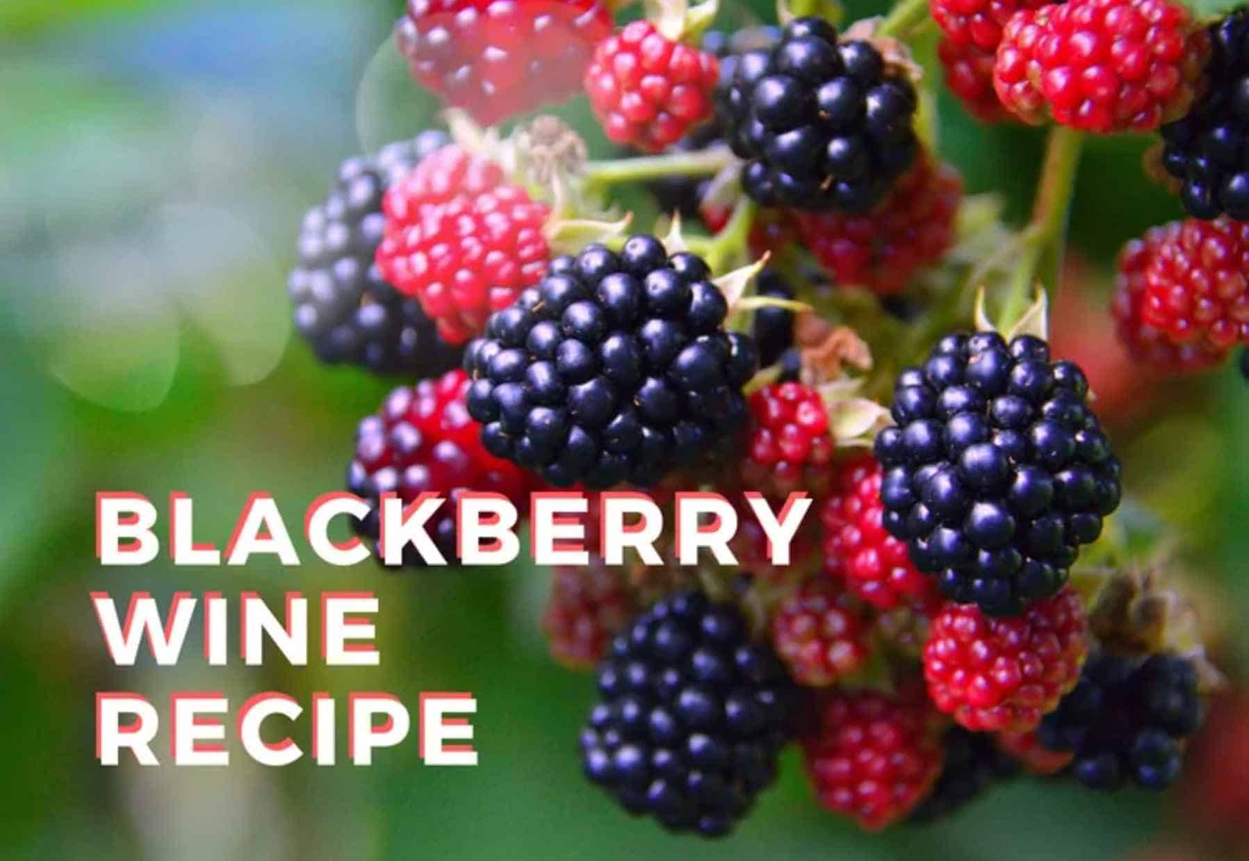 Blackberry-Wine-Recipe
