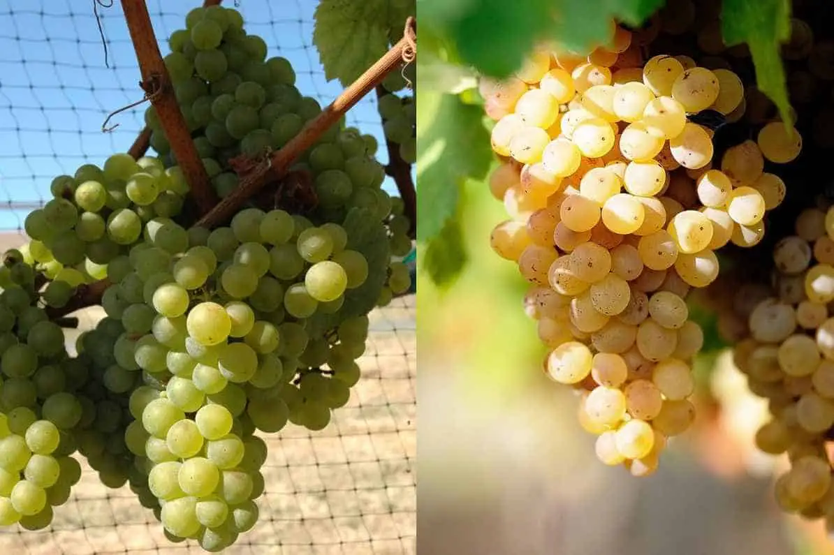 Chardonnay-vs.-Sauvignon-Blanc-Appearance