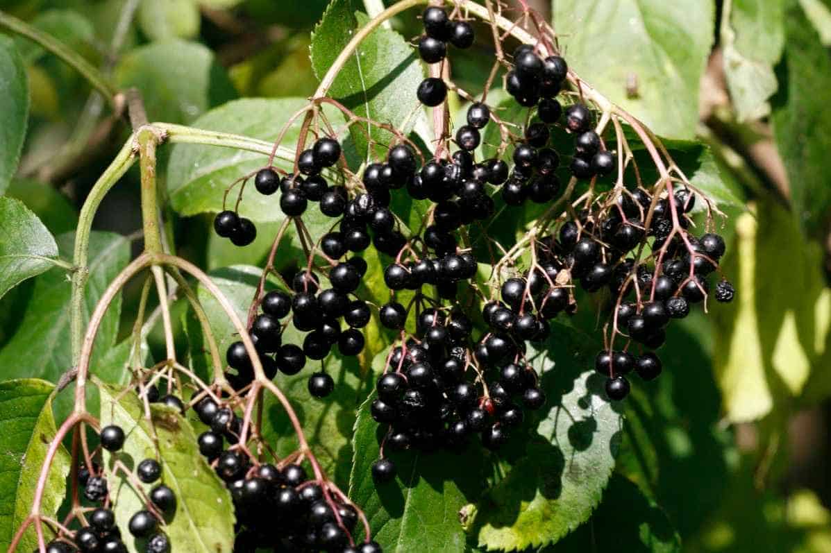 Elderberry-Wine-What-You-Will-Need