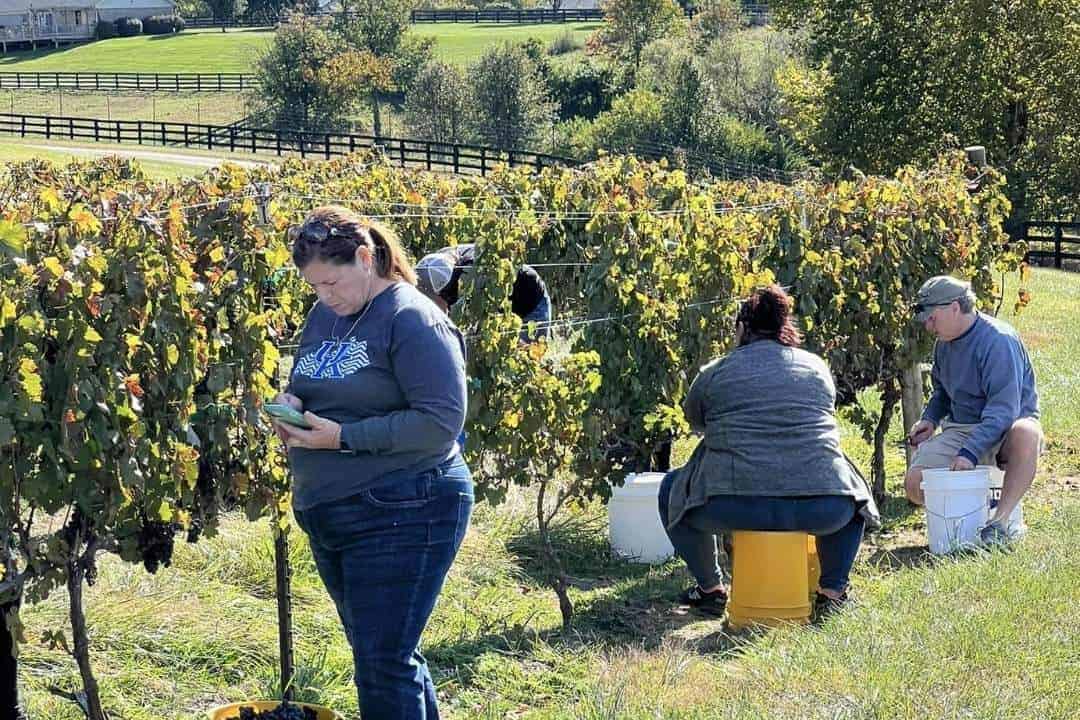 Good-Winery-in-Kentucky