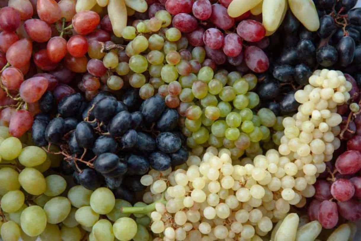 Grape-Variety
