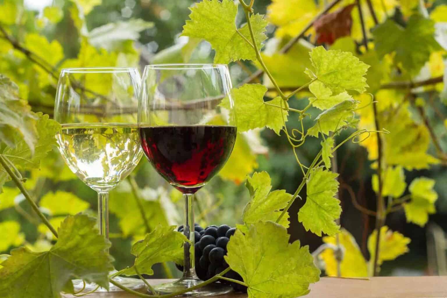Grenache-Wine-Guide-Origin-Type-Taste-Made-Serve