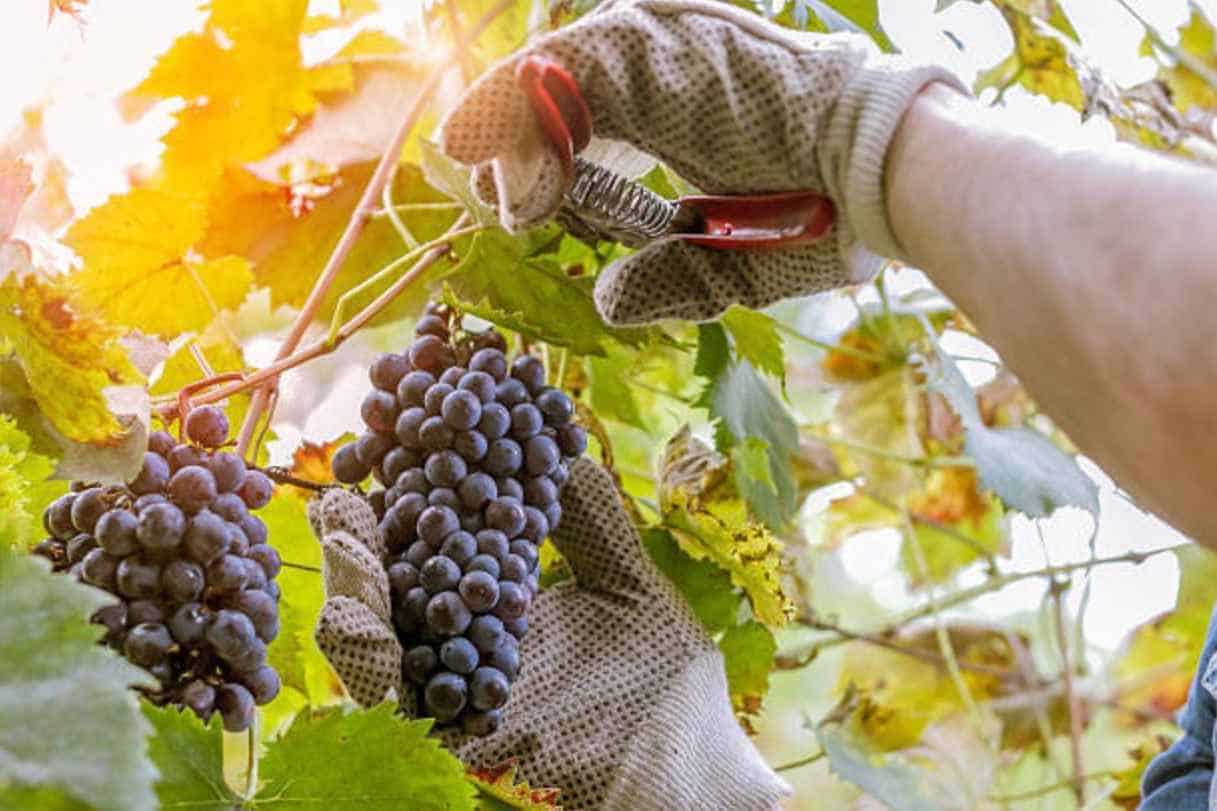 Harvesting-the-Grapes