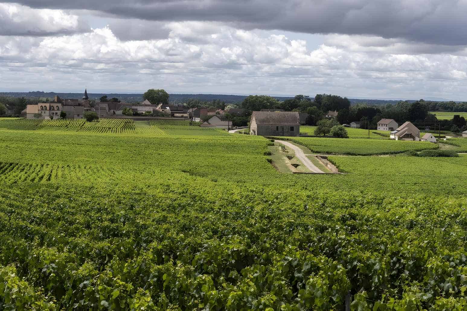 History-of-Montrachet-Wine