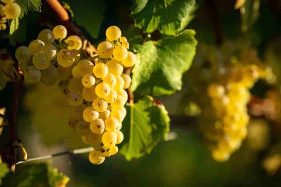 How-is-Chablis-Wine-Made