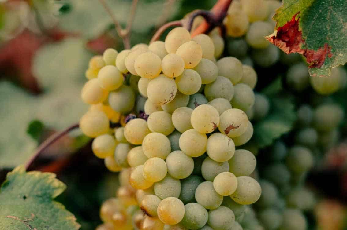 How-is-Chenin-Blanc-Wine-Made