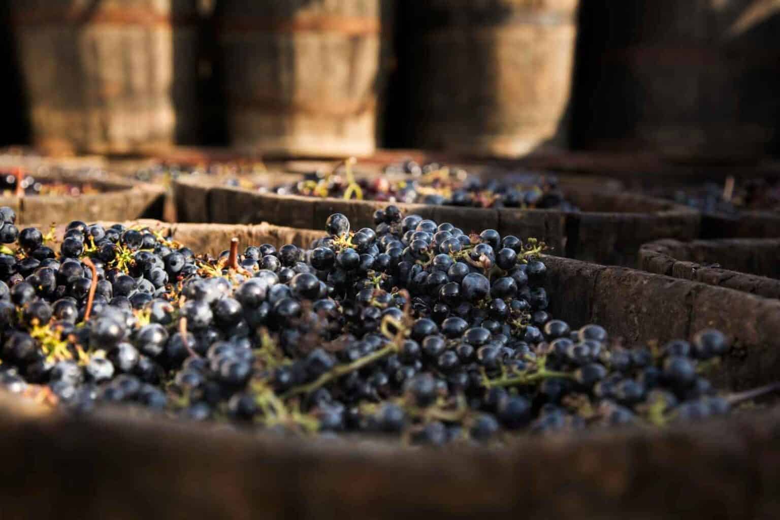 How-is-grenache-wine-made