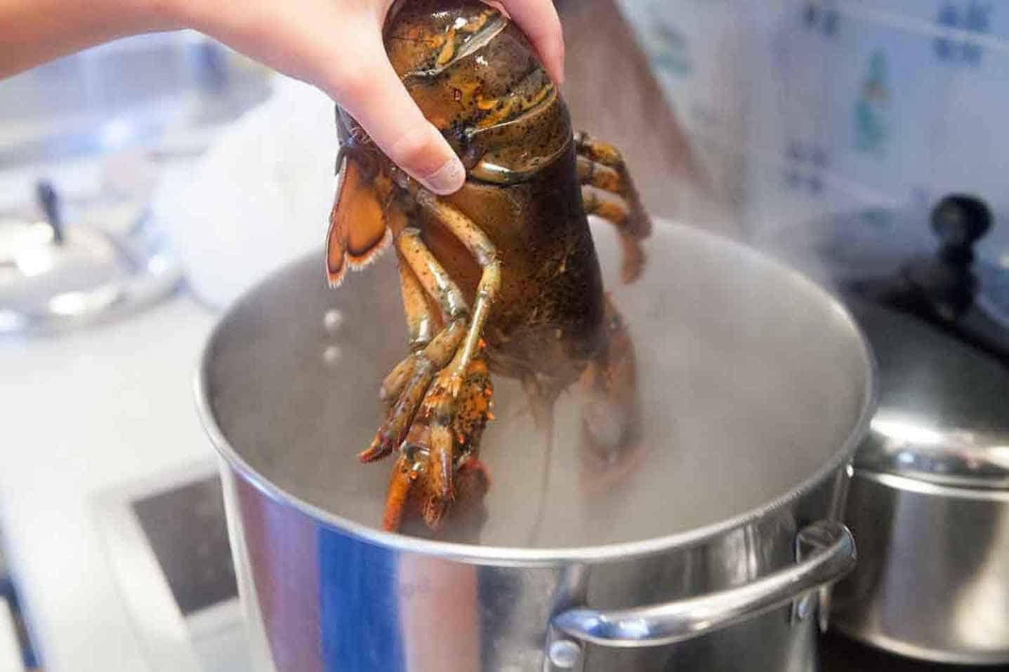How-is-your-Lobster-Cooked