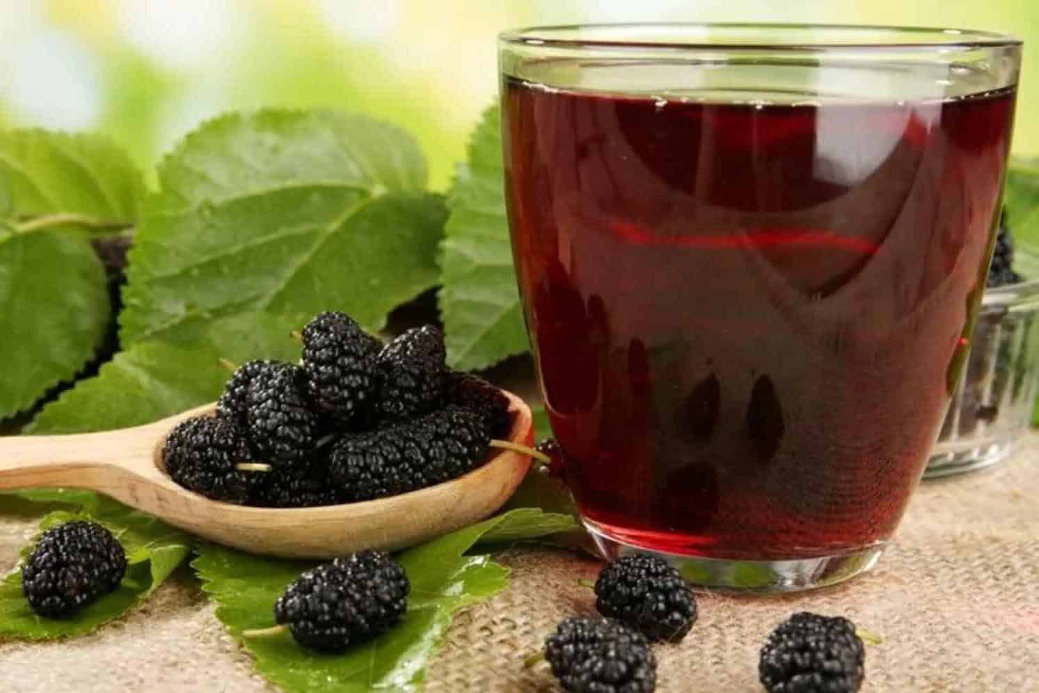 Mulberry-Wine-And-Its-Origin