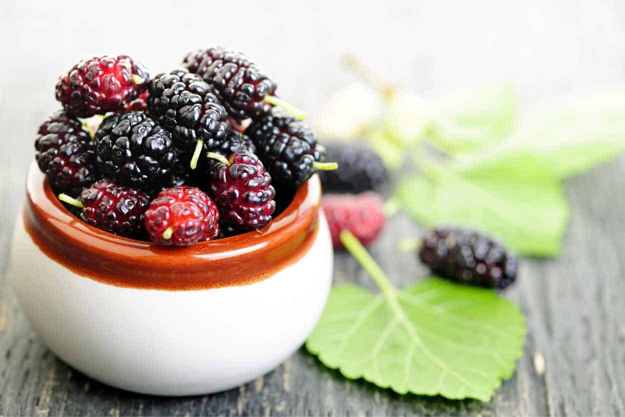 Mulberry Wine Recipe