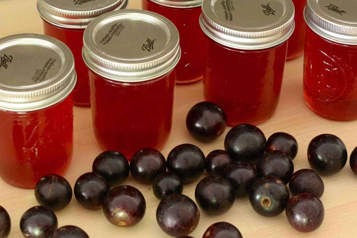Muscadine-and-Raspberry-Wine-Recipe