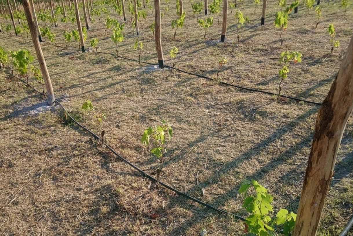 Planting-the-Grapevines
