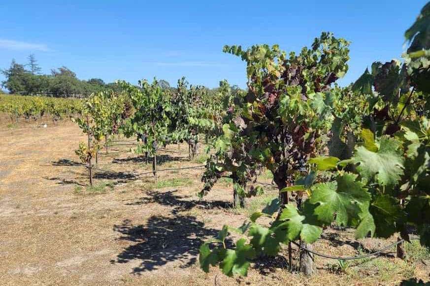 Santa-Rosa-CA-Best-Winerie-Battaglini-Estate-Winery