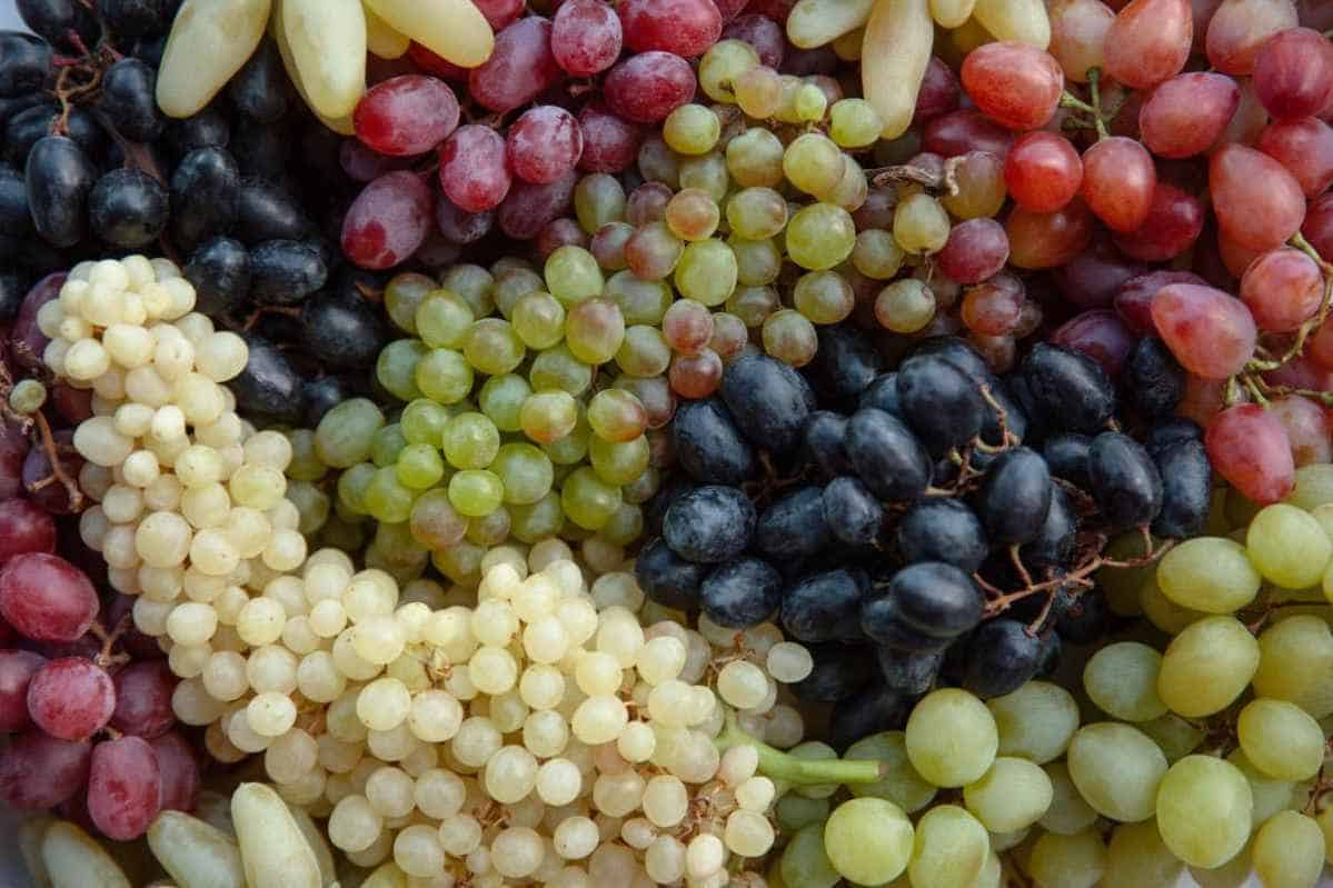 Selecting-the-Grape-Variety