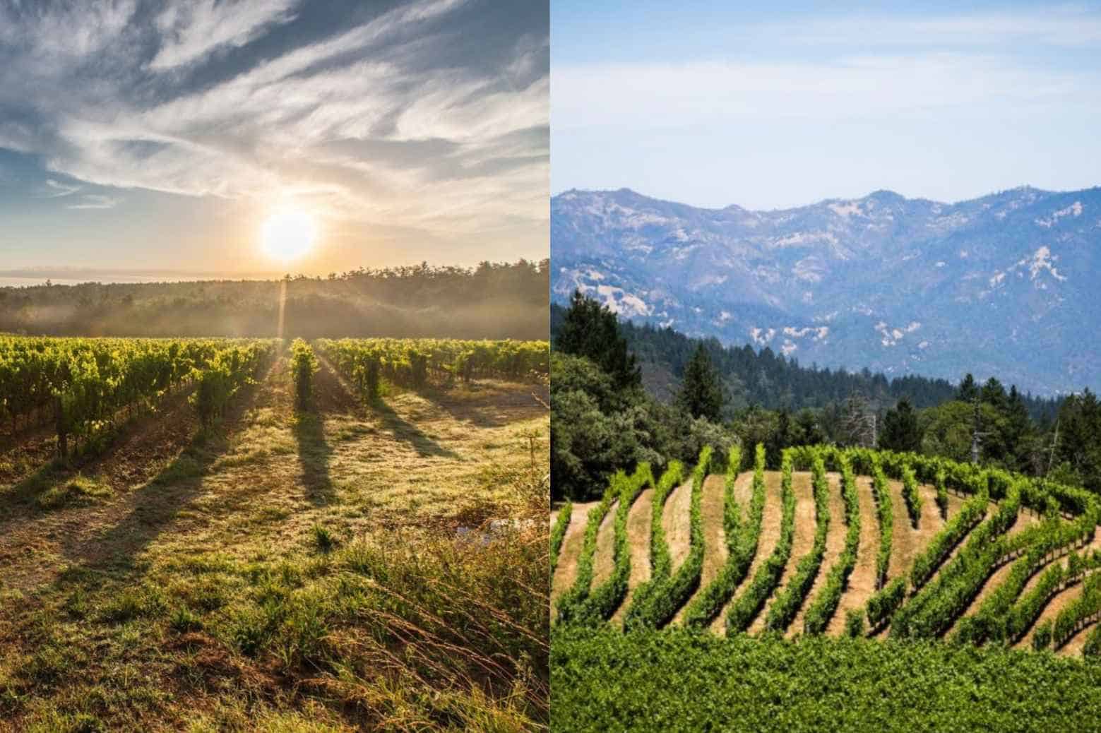 The-Climate-in-the-Old-World-Wine-and-New-World-Wine-Regions
