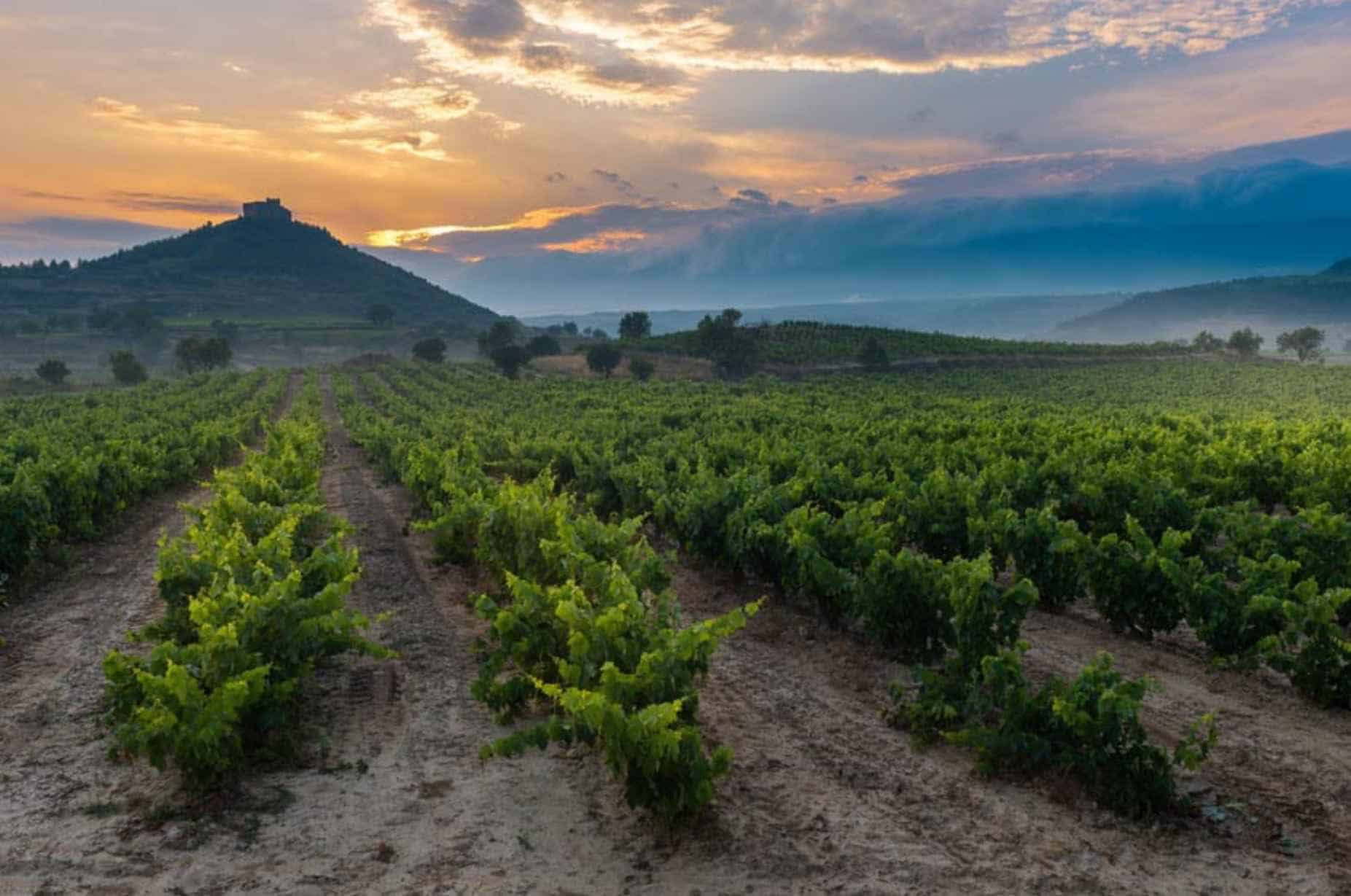 The-Tempranillo-Wine-Regions