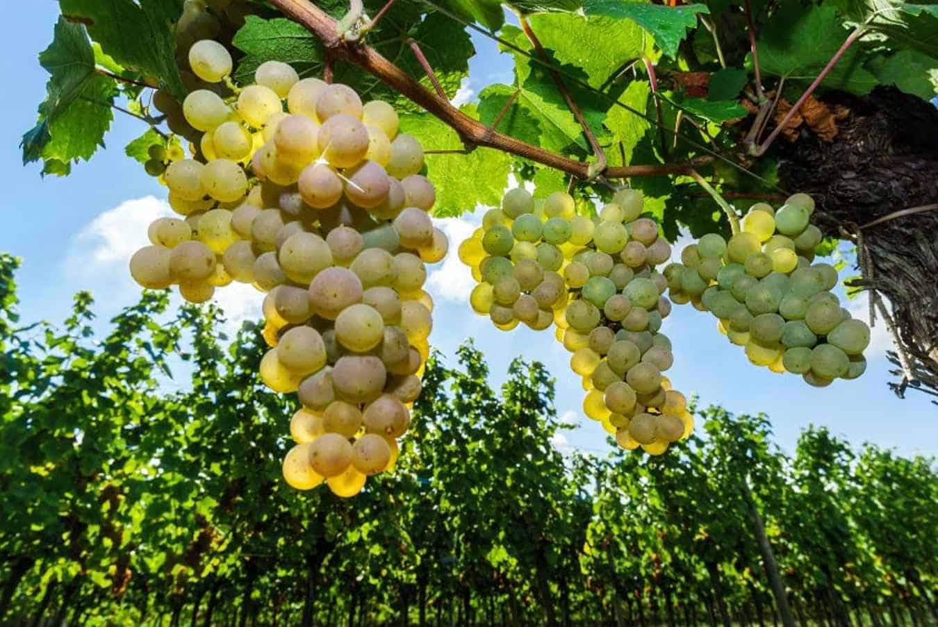 The-Varieties-Of-Muscat-Grapes