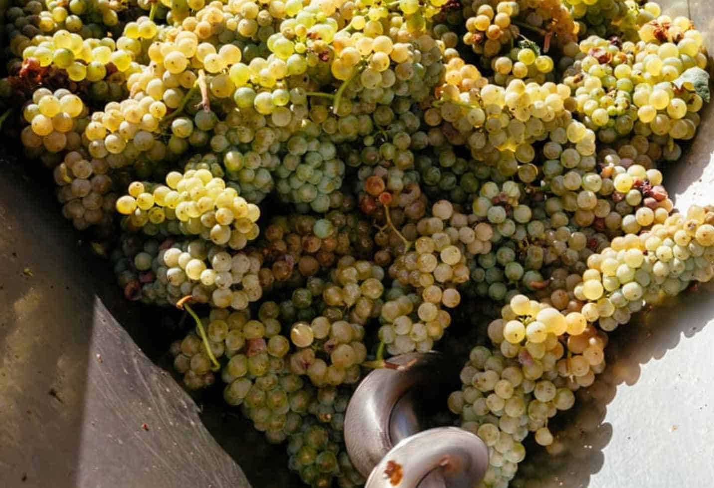 Turning-The-Albarino-Grape-Into-Wine