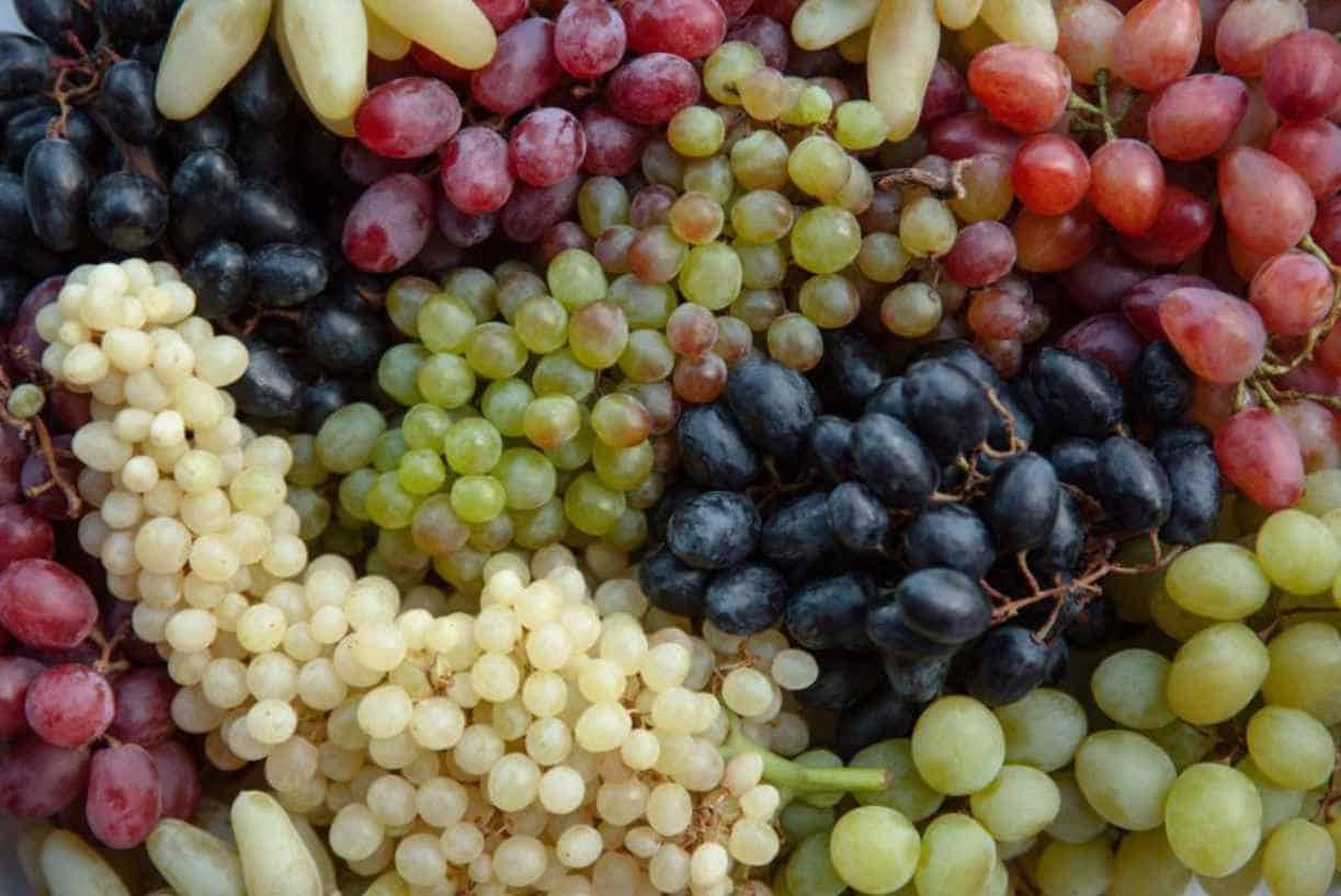 Variety-of-grapes