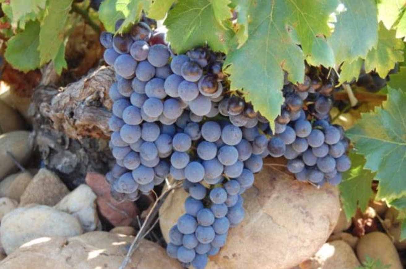 What-Are-the-CdP-Wine-Grapes