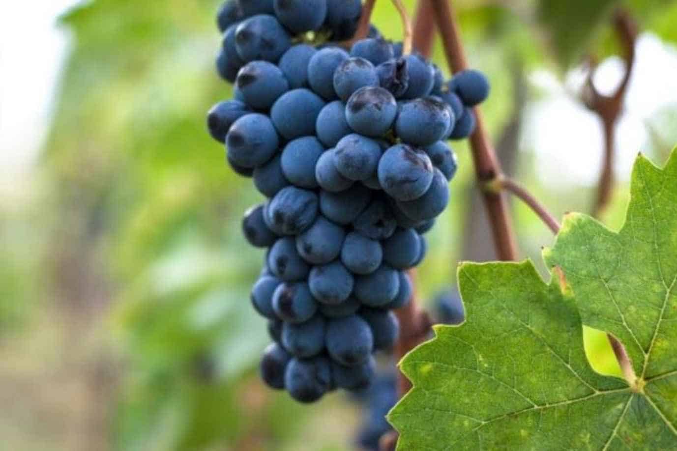 What-is-the-Sangiovese-grape