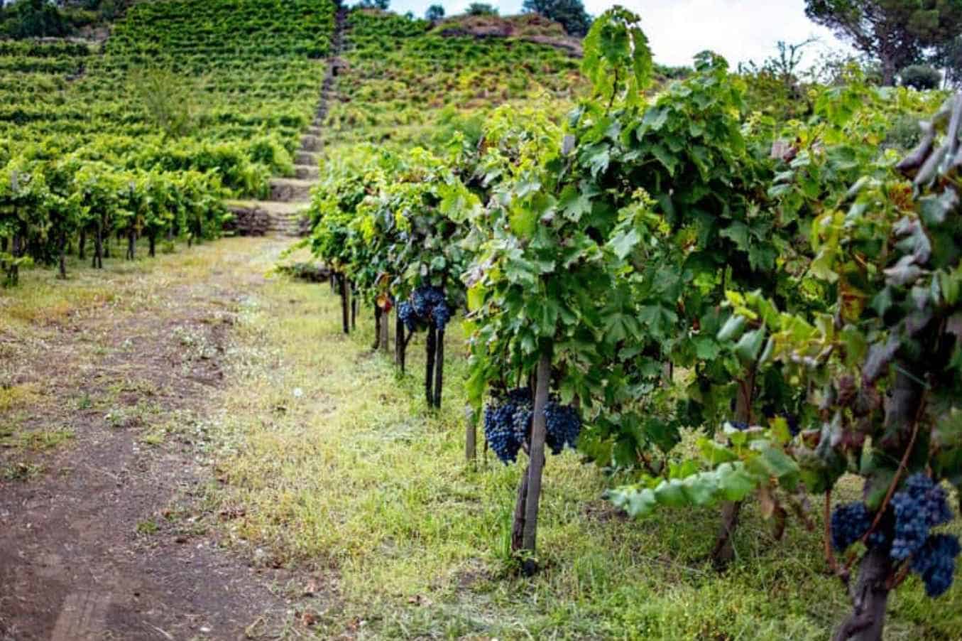 What-is-the-origin-of-Nero-dAvola-Wine