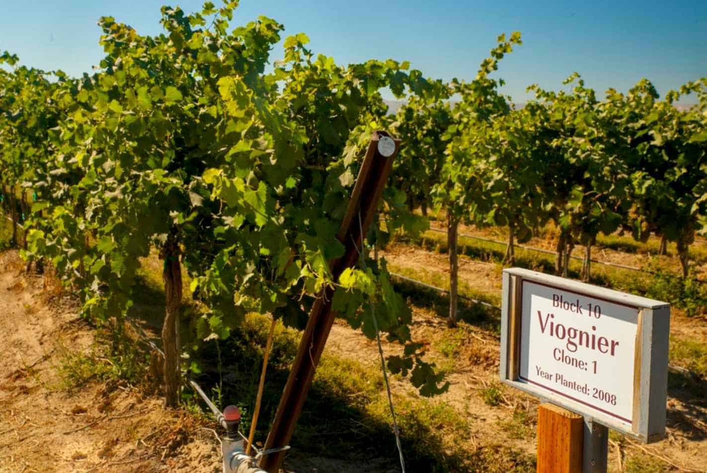 Where-do-the-Viognier-wine-grapes-grow1