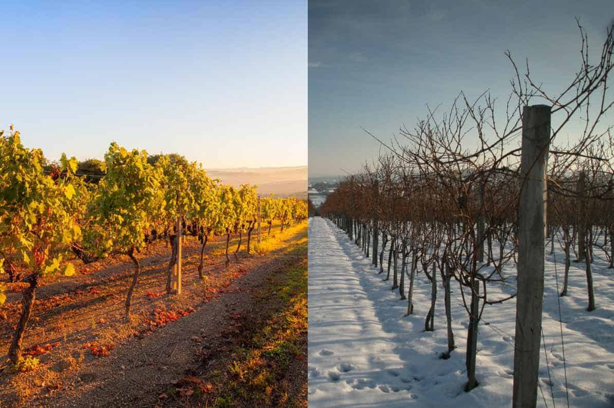warm-climate-vs-cool-climate-wine